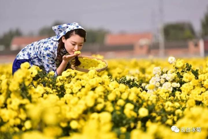 云臺冰菊基地發(fā)生了什么？一批批領(lǐng)導(dǎo)專家團隊前來！